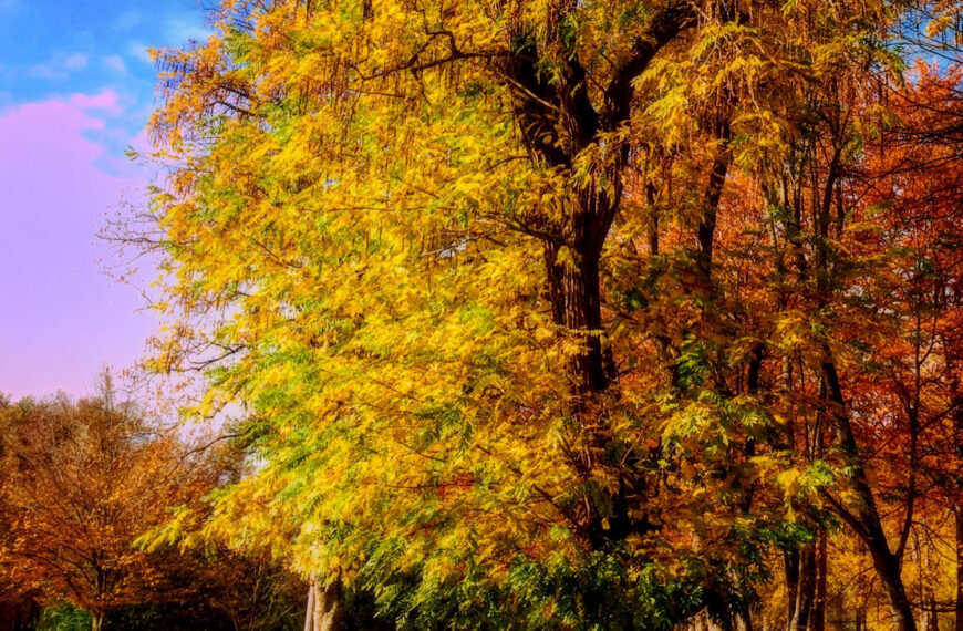 Po kostanj v žerjavico