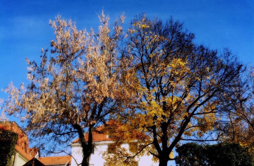 Na klopci pod belo magnolijo